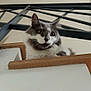 Chably participe au concours pour gagner de l'argent avec cette photo : cat, stairs, indoor, pet, gray, white, fur, curious, animal, railing, metal, architecture, home, looking, face, whiskers, ears, feline, resting, closeup