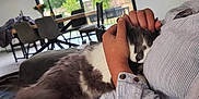 Chably a rejoint le concours — aidez-le/la à gagner de superbes lots ! cat, person, indoor, couch, window, greenery, dining_table, chair, modern_interior, casual_clothing, striped_shirt, pet, comfort, relaxation, home, natural_light, fur, hand, jeans, snuggling