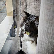 Chably participe au concours pour gagner de l'argent avec cette photo : cat, reflection, window, curtains, green_eyes, feline, indoor, pet, closeup, side_profile, soft_light, texture, cozy, thoughtful, animal, whiskers, black_and_white, domestic_cat, looking_out, quiet