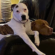 Bella is registered to the contest to win money with this photo: dog, white_dog, brown_dog, leather_chair, lamp, indoor, pet, resting, relaxed, furniture, animal, companions, cozy, domestic, home, paw, head, sitting, comfort, portrait