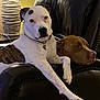 dog, white_dog, brown_dog, leather_chair, lamp, indoor, pet, resting, relaxed, furniture, animal, companions, cozy, domestic, home, paw, head, sitting, comfort, portrait