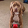 dog, brown_dog, carpet, toy, red_toy, indoor, pet, animal, crate, blue_ball, furniture, white_chest, lying_down, front_paws, looking_at_camera, floor, collar, close_up, canine, household