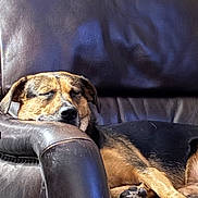 Ruby is registered to the contest to win money with this photo: dog, sleeping, leather_chair, brown, resting, relaxed, pet, canine, indoor, fur, paw, napping, comfortable, headrest, closeup, animal, domestic, quiet, peaceful, snuggled