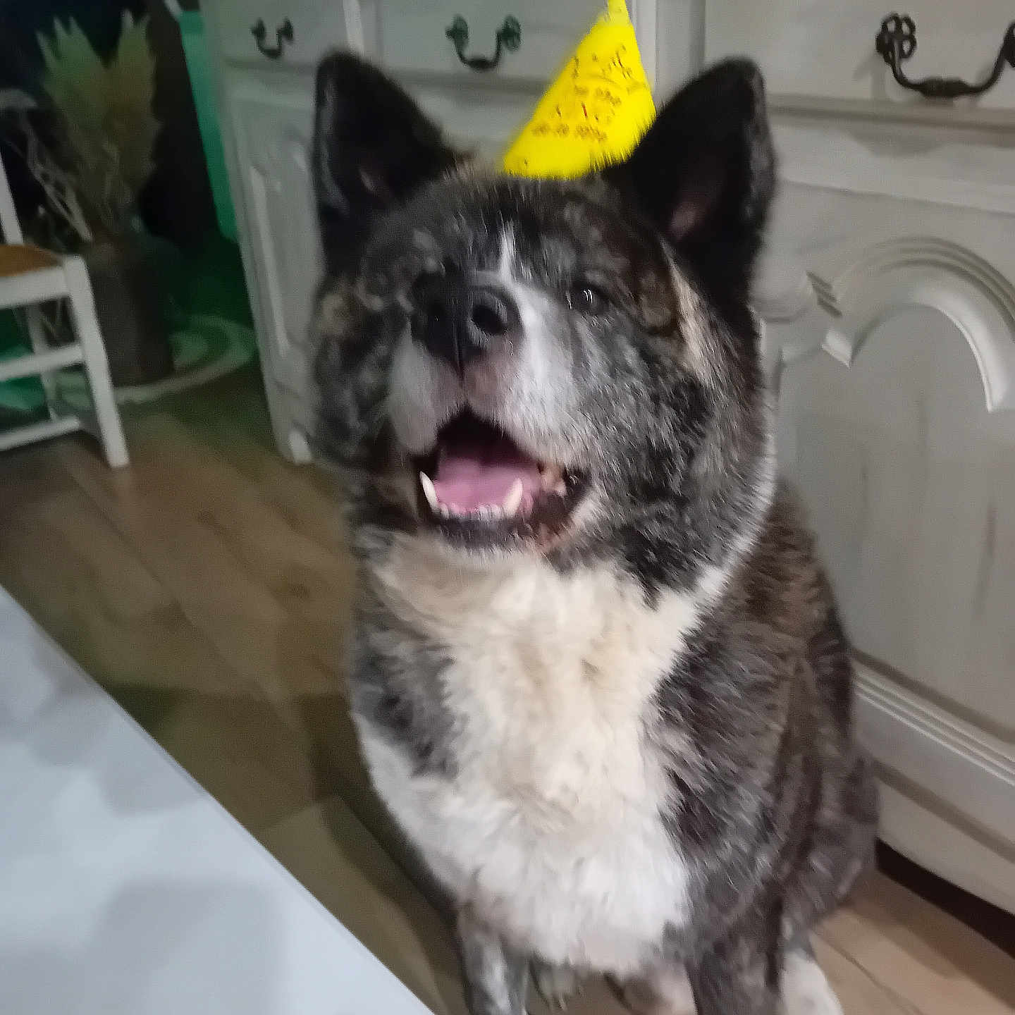 Hayko a rejoint le concours — aidez-le/la à gagner de superbes lots ! animal, architecture, building, canine, clothing, cream, dessert, dog, food, furniture, hardwood, hat, husky, icing, indoors, interiordesign, partyhat, pet, plywood, wood