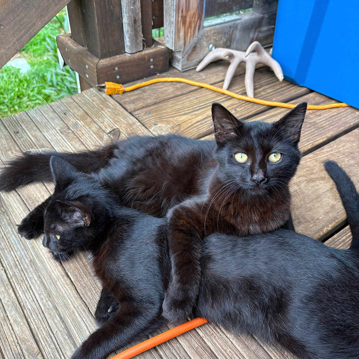 Mavis And Obie