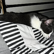 Guizmo a rejoint le concours — aidez-le/la à gagner de superbes lots ! cat, sleeping, bed, striped_bedspread, black_and_white, indoor, pet, resting, feline, cozy, fur, animal, cute, whiskers, ear, nose, domestic, home, comfort, quiet