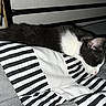 cat, sleeping, bed, striped_bedspread, black_and_white, indoor, pet, resting, feline, cozy, fur, animal, cute, whiskers, ear, nose, domestic, home, comfort, quiet