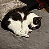 cat, black_and_white, sleeping, curled_up, indoor, pillow, gray_surface, furniture, cozy, pet, domestic_animal, resting, fur, whiskers, cute, animal, nap, quiet, relaxation, home