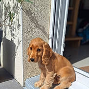 Auscar a rejoint le concours — aidez-le/la à gagner de superbes lots ! animal, cute, dog, door, doorstep, fluffy, fur, golden, home, outdoor, pet, plant, puppy, shadow, sitting, sunlight, tile, wall, window, young
