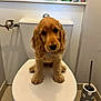 Auscar a rejoint le concours — aidez-le/la à gagner de superbes lots ! bathroom, cleaning_supplies, curious, cute, dog, floor_tiles, fur, golden, household, indoor, pet, plumbing, puppy, sanitary, sitting, small_dog, toilet, toilet_brush, toilet_seat, wall