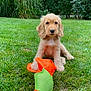 Auscar participe au concours pour gagner de l'argent avec cette photo : adorable, animal, cute, dog, flower, fluffy, garden, grass, grass_lawn, green, greenery, nature, orange, outdoor, pet, playful, puppy, summer, toy, young