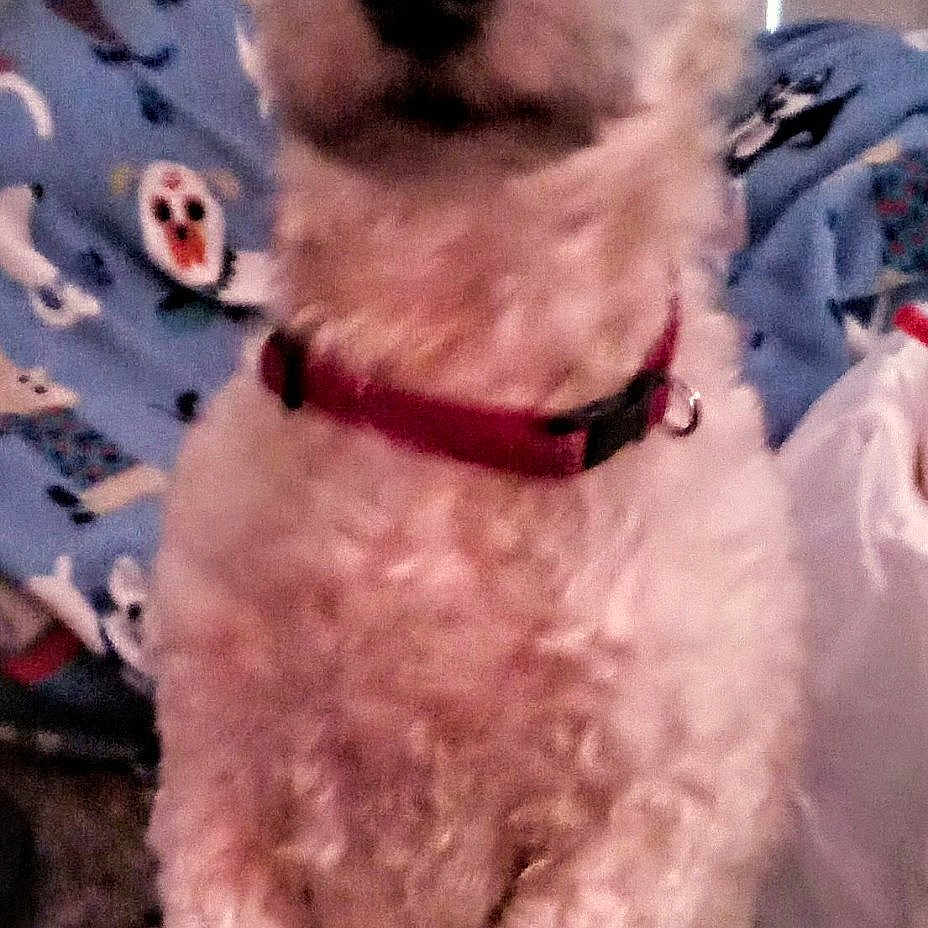 Harley A