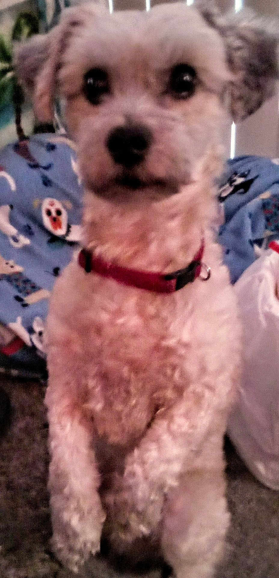 Harley A