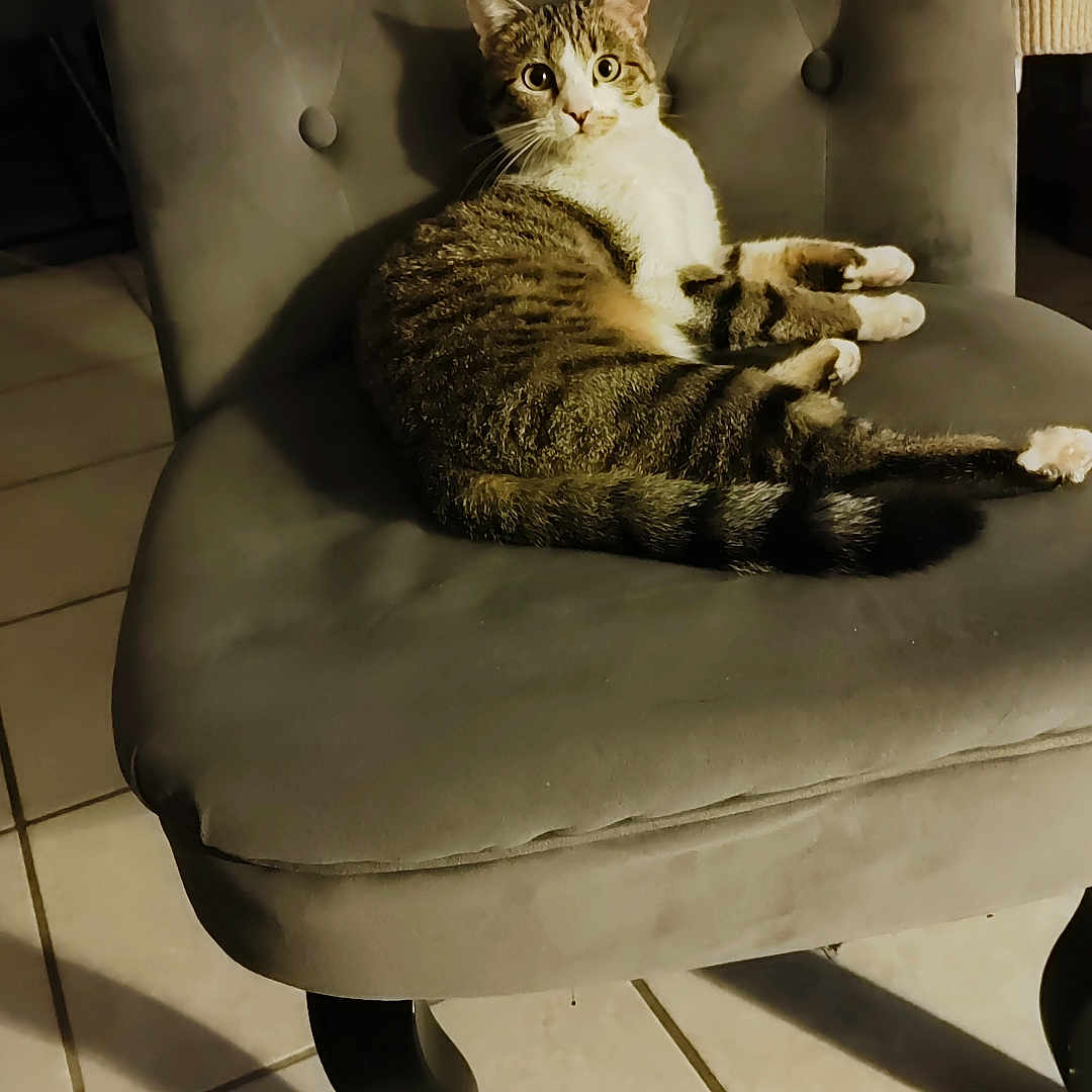 Maya participe au concours pour gagner de l'argent avec cette photo : animal, cat, chair, cozy, cute, ears, furniture, home, indoor, looking, paws, pet, relaxed, shadow, soft_lighting, tabby_cat, tail, tile_floor, whiskers, wide_eyes