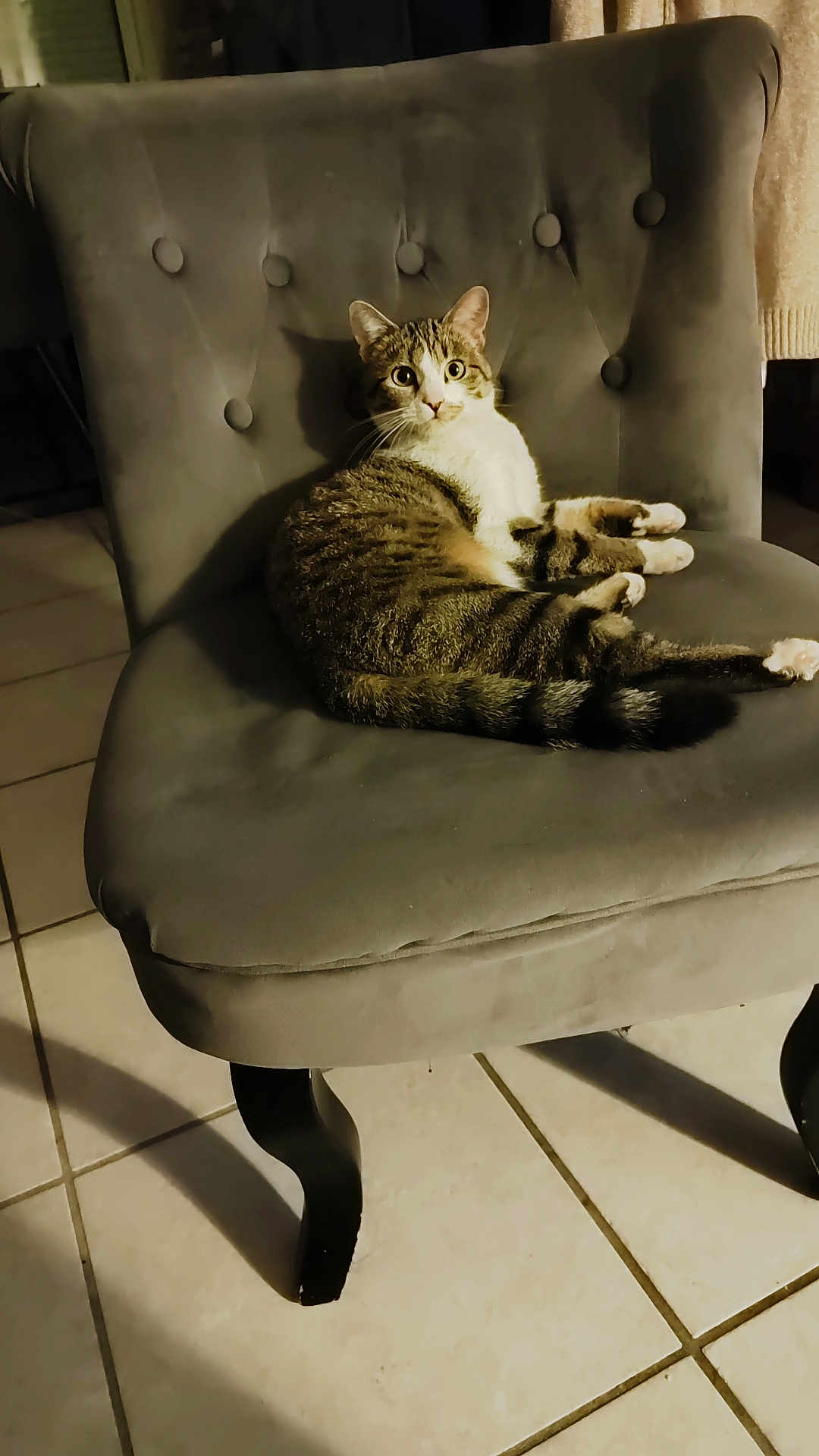 Maya participe au concours pour gagner de l'argent avec cette photo : cat, tabby_cat, chair, indoor, tile_floor, furniture, pet, animal, cute, relaxed, looking, whiskers, paws, tail, ears, wide_eyes, shadow, soft_lighting, cozy, home