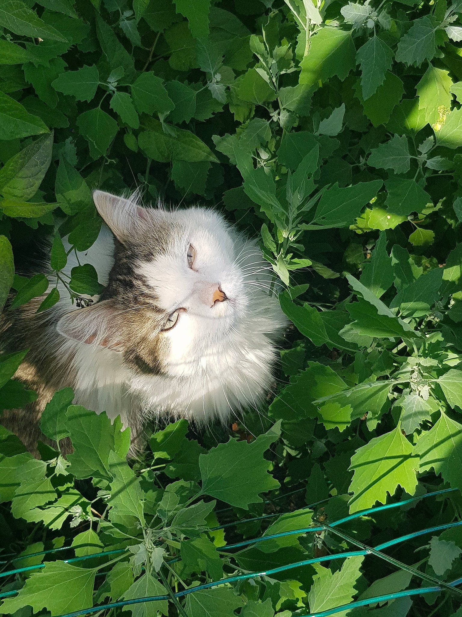 Plume a rejoint le concours — aidez-le/la à gagner de superbes lots ! british_semi_longhair, carnivore, cat, domestic_long_haired_cat, european_shorthair, fawn, felidae, green, herb, leaf, norwegian_forest_cat, plant, ragamuffin, siberian, small_to_medium_sized_cats, whiskers