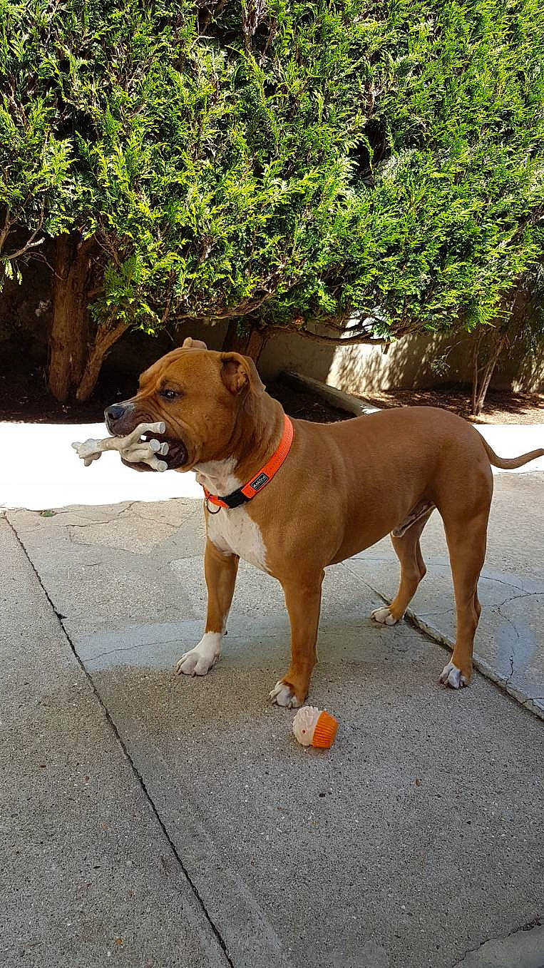 Taz a rejoint le concours — aidez-le/la à gagner de superbes lots ! american_bulldog, american_pit_bull_terrier, american_staffordshire_terrier, canidae, carnivore, collar, dog, dog_breed, dog_collar, dog_walking, fashion_accessory, fawn, leash, mammal, non_sporting_group, pit_bull, snout, sporting_group, staffordshire_bull_terrier, vertebrate