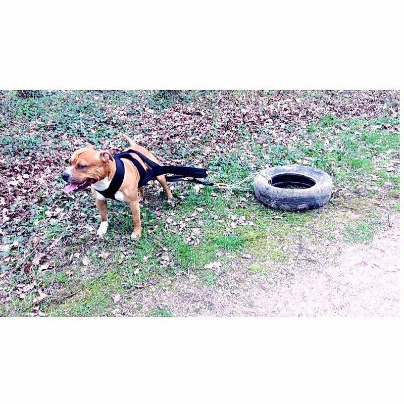 Taz participe au concours pour gagner de l'argent avec cette photo : american_pit_bull_terrier, black_mouth_cur, boxer, canidae, carnivore, dog, dog_breed, fawn, german_shepherd_dog, leash, pug, puppy, sporting_group, working_dog