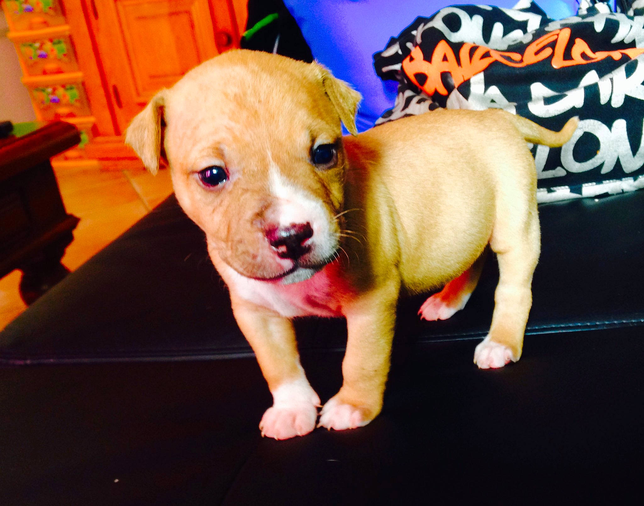 Taz a rejoint le concours — aidez-le/la à gagner de superbes lots ! american_bulldog, american_pit_bull_terrier, american_staffordshire_terrier, bull_and_terrier, canidae, carnivore, companion_dog, dog, dog_breed, fawn, mammal, non_sporting_group, old_english_terrier, pit_bull, puppy, rare_breed_dog, snout, staffordshire_bull_terrier, valley_bulldog, vertebrate