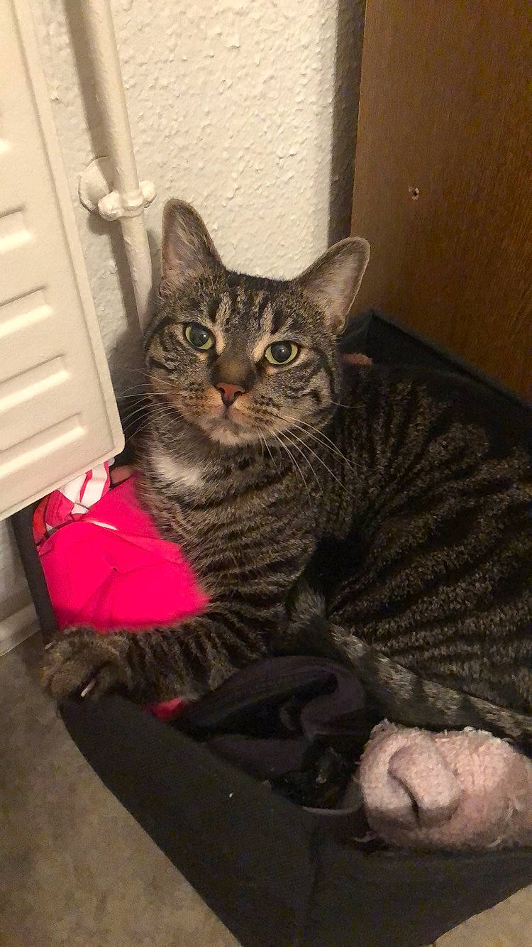 Câlina a rejoint le concours — aidez-le/la à gagner de superbes lots ! american_shorthair, asian, california_spangled, carnivore, cat, domestic_short_haired_cat, dragon_li, egyptian_mau, european_shorthair, felidae, german_rex, kitten, mammal, ocicat, pixie_bob, small_to_medium_sized_cats, tabby_cat, whiskers