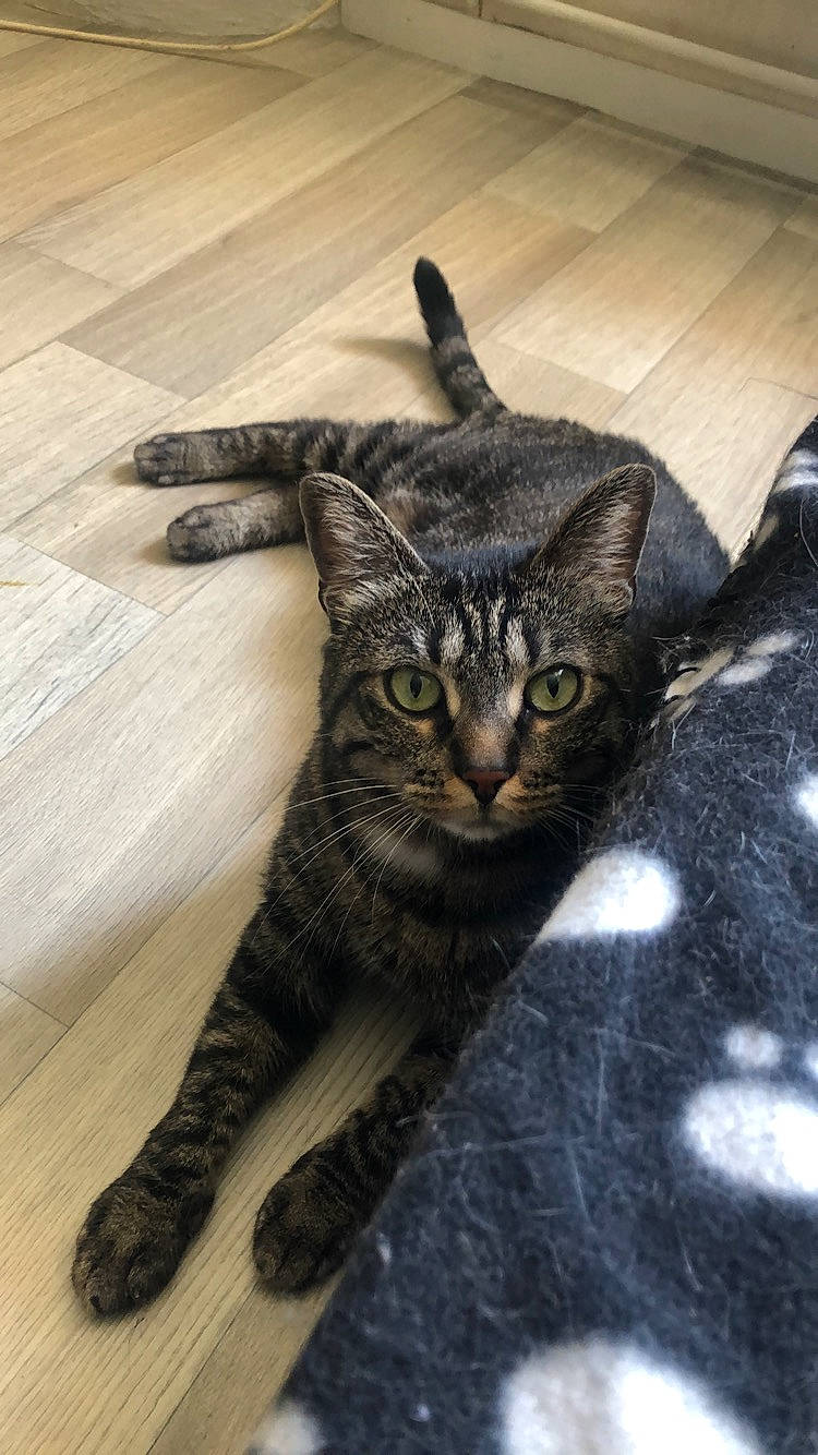 Câlina participe au concours pour gagner de l'argent avec cette photo : american_shorthair, asian, black_cat, california_spangled, carnivore, cat, domestic_short_haired_cat, dragon_li, european_shorthair, eye, felidae, floor, flooring, fur, kitten, mammal, small_to_medium_sized_cats, snout, tabby_cat, whiskers