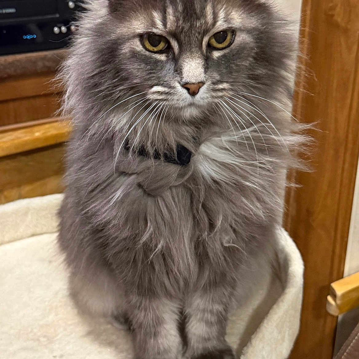 Whiskers
