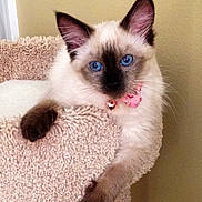 Cupcake joined the competition — help win amazing prizes! kitten, cat, siamese, blue_eyes, pink_collar, bell, carpeted_cat_tree, indoor, pet, animal, feline, cute, fluffy, young_cat, resting, curious, paw, beige, wall, closeup
