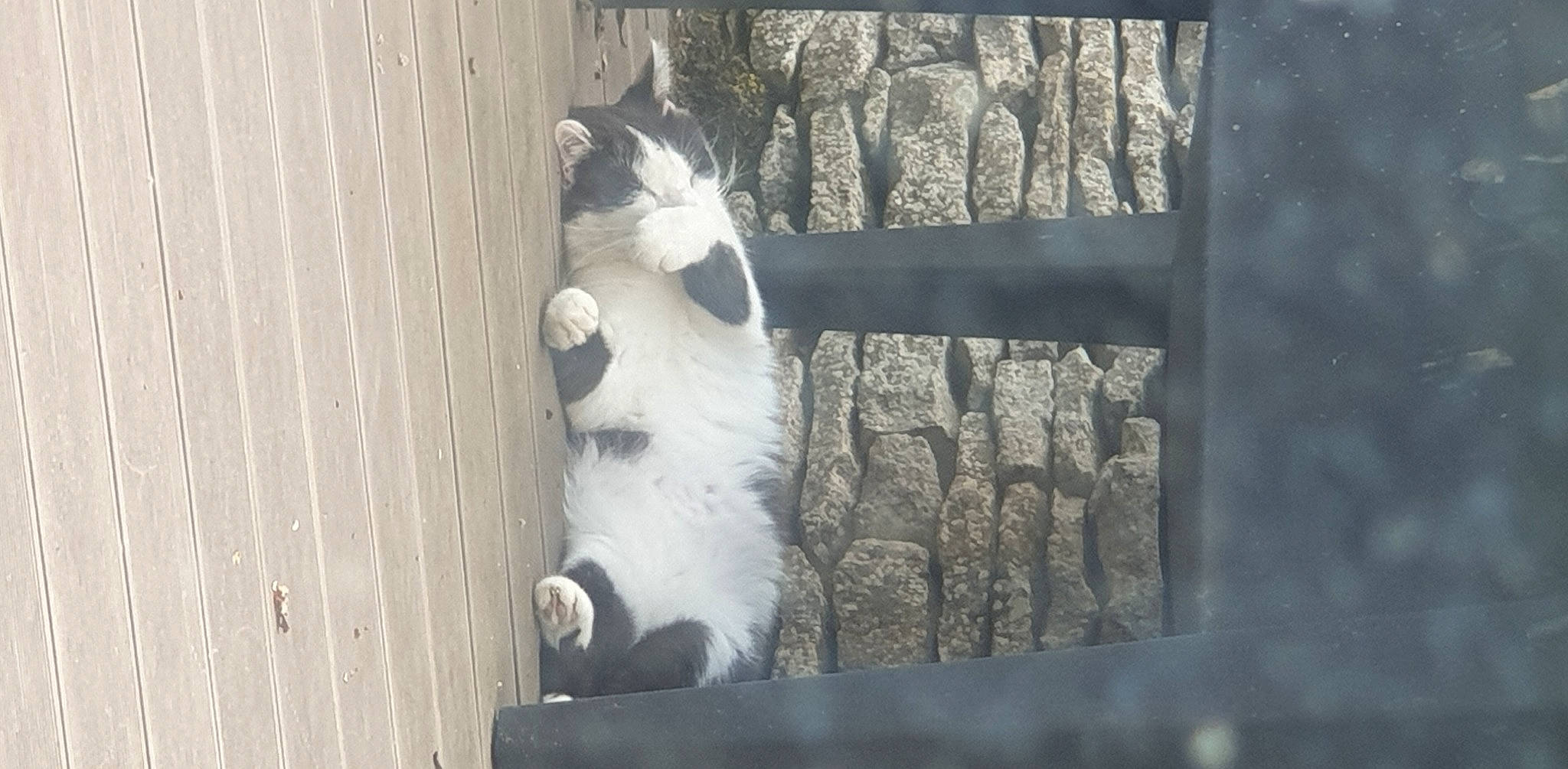 Leonard a rejoint le concours — aidez-le/la à gagner de superbes lots ! animal_shelter, canidae, carnivore, cat, dog_breed, domestic_short_haired_cat, door, felidae, foot, fur, hardwood, paw, small_to_medium_sized_cats, sporting_group, tail, terrestrial_animal, whiskers, window, wood