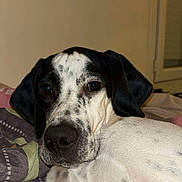 Virgule a rejoint le concours — aidez-le/la à gagner de superbes lots ! dog, pet, indoor, close_up, spotted, black_and_white, lying_down, blanket, resting, canine, fur, ears, face, animal, cute, companion, looking, portrait, domestic, comfort