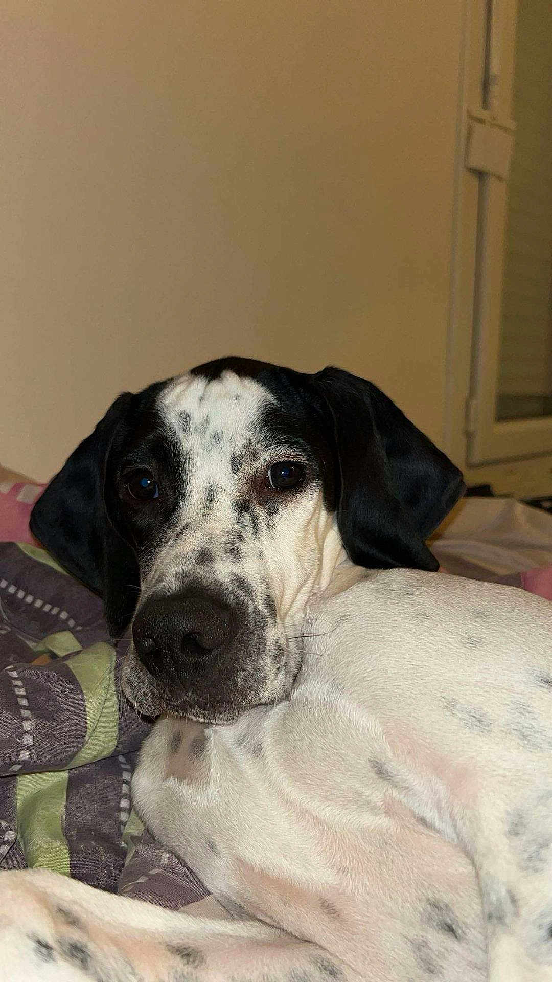 Virgule a rejoint le concours — aidez-le/la à gagner de superbes lots ! dog, pet, indoor, close_up, spotted, black_and_white, lying_down, blanket, resting, canine, fur, ears, face, animal, cute, companion, looking, portrait, domestic, comfort