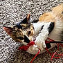 Winnie is registered to the contest to win money with this photo: animal, calico, carpet, cat, claws, closeup, cute, fur, indoor, muzzle, paw, pet, play, playful, relaxed, ribbon, small, toy, whiskers, young