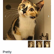 Winnie joined the competition — help win amazing prizes! animal, calico, cat, closeup, companion, curious, cute, domestic, domestic_shorthair, ears, face, feline, fur, indoor, looking, mammal, pet, portrait, whiskers, young