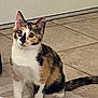 Winnie joined the competition — help win amazing prizes! animal, calico, cat, companion, curious, cute, domestic, ears, feline, floor, fur, indoor, looking, mammal, pet, sitting, tail, tile, whiskers, young