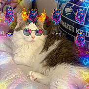 Ms.sadie Marie joined the competition — help win amazing prizes! animal, bed, blanket, cat, colorful, cozy, cute, digital_overlay, feline, fire_horns, fluffy, indoor, neon_stars, pet, playful, portrait, relaxed, sunglasses, tiger_heads, whimsical