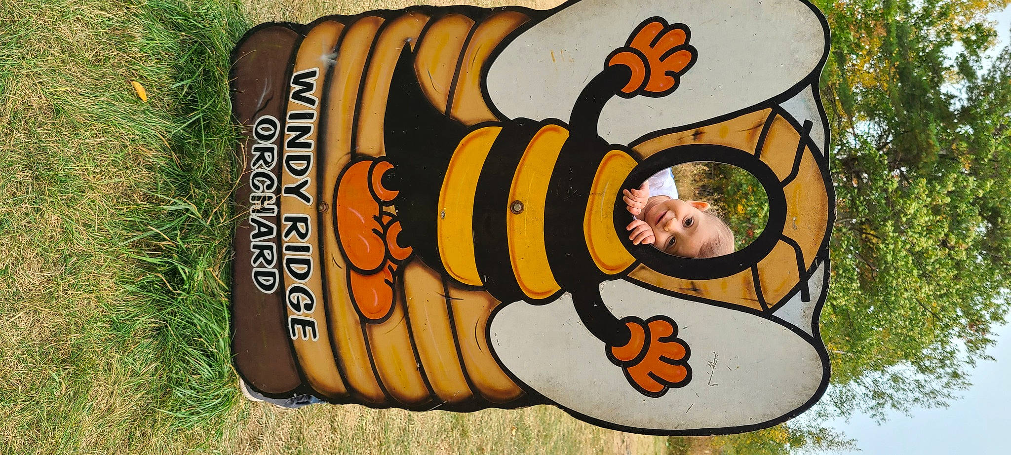 Calliope is registered to the contest to win money with this photo: bee, honeybee, membrane_winged_insect, person, pollinator