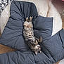Miaous participe au concours pour gagner de l'argent avec cette photo : cat, comfort, cozy, cushion, cute, feline, fluffy_rug, fur, gray, home, indoor, nap, patterned_wallpaper, paw, pet, relaxed, resting, sleeping, tabby_cat, whiskers