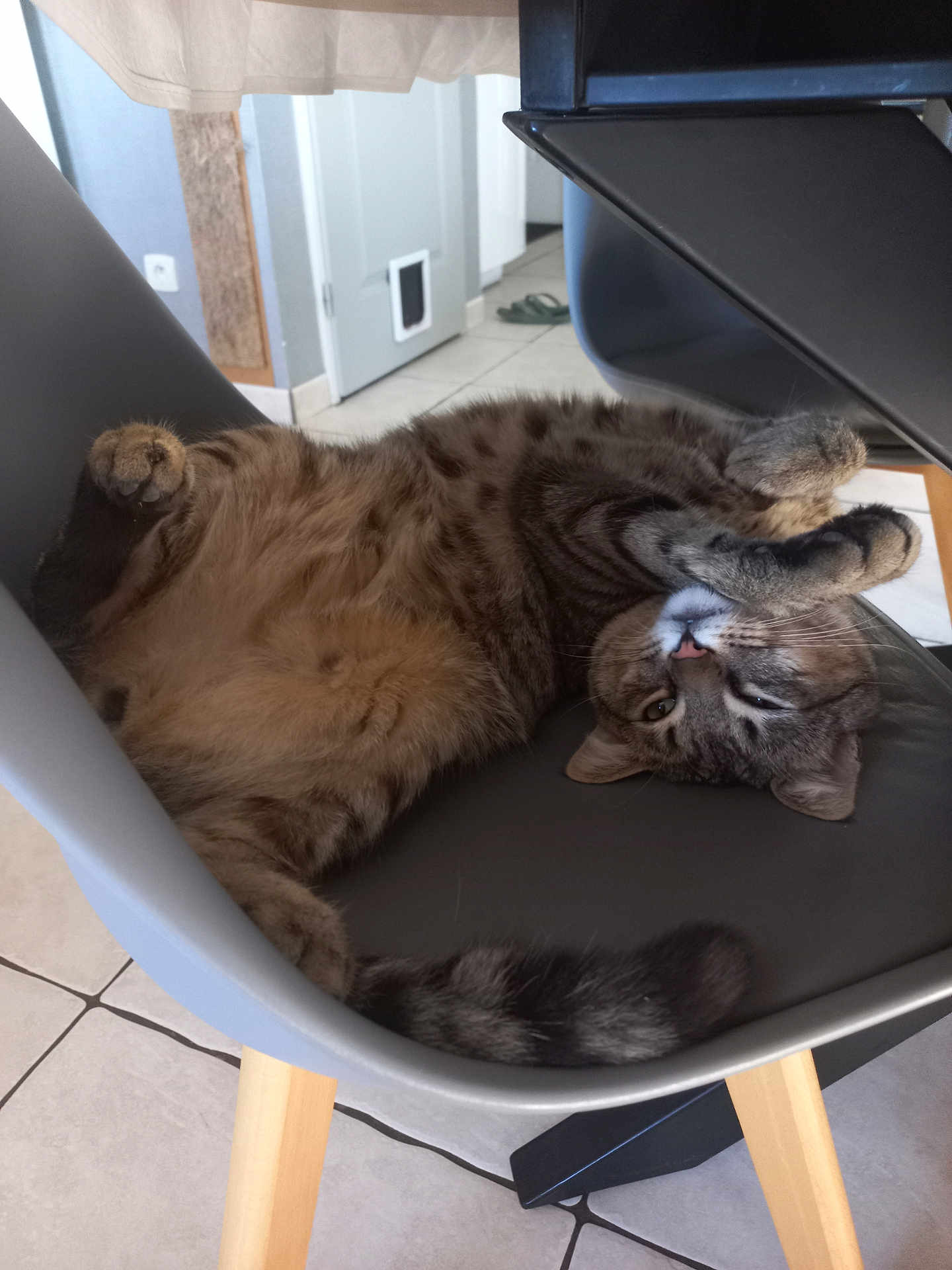 Miaous