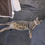 Miaous a rejoint le concours — aidez-le/la à gagner de superbes lots ! animal, blanket, cat, comfort, couch, cozy, cute, domestic, feline, fur, gray, home, indoor, pet, pillow, relaxation, rest, sleeping, tabby_cat, whiskers