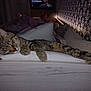 Miaous participe au concours pour gagner de l'argent avec cette photo : animal, bed, blanket, cat, cozy, furniture, home, indoor, paw, pet, pillow, relaxed, resting, sleeping, soft_lighting, striped_fur, tabby_cat, tail, television, wallpaper
