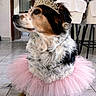 dog, tiara, pink_tutu, indoor, floor_tiles, chair, table, furniture, pet, costume, portrait, side_view, decor, living_room, animal, cute, fluffy, domestic, fashion, accessory