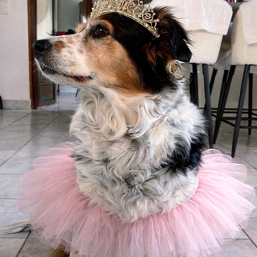 Litchi participe au concours pour gagner de l'argent avec cette photo : dog, tiara, pink_tutu, indoor, floor_tiles, chair, table, furniture, pet, costume, portrait, side_view, decor, living_room, animal, cute, fluffy, domestic, fashion, accessory