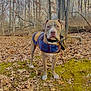 Diesel joined the competition — help win amazing prizes! alert, animal, autumn, brown, canine, collar, dog, fall, forest, jacket, leaves, moss, nature, outdoor, pet, standing, tree, walking, white, woods
