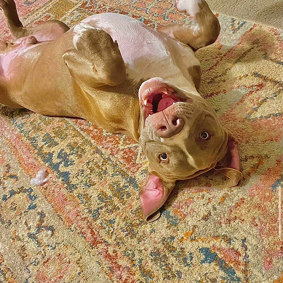 Diesel joined the competition — help win amazing prizes! animal, brown_dog, canine, carpet, cute, dog, domestic_animal, ears, floor, fur, happy, indoor, lying_down, mouth_open, patterned_rug, pet, playful, relaxed, tongue, upside_down