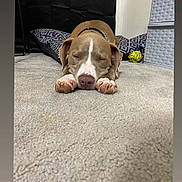 Diesel joined the competition — help win amazing prizes! animal, brown_dog, carpet, collar, cozy, dog, floor, home, indoor, nap, patterned_pillow, paws, pet, pillow, quiet, relaxation, resting, sleeping, toy_ball, white_markings