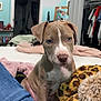 Diesel joined the competition — help win amazing prizes! bed, blanket, blue_wall, brown_and_white, casual, curious, cute, dog, doorway, furniture, human_leg, indoor, jeans, open_closet, pet, plush_toy, puppy, room, soft_texture, young_dog
