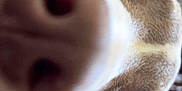 Diesel is registered to the contest to win money with this photo: animal, background, blurry, brown, canine, close, close_up, curious, dog, dominating, eye, fur, indoor, light, nose, pet, playful, portrait, snout, whiskers