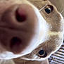animal, background, blurry, brown, canine, close, close_up, curious, dog, dominating, eye, fur, indoor, light, nose, pet, playful, portrait, snout, whiskers