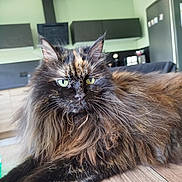 Skyler a rejoint le concours — aidez-le/la à gagner de superbes lots ! cat, tortoiseshell, long_hair, pet, indoor, floor, kitchen, animal, feline, fur, green_eyes, relaxed, laying_down, close_up, domestic, household, wood_floor, cabinet, appliance, background
