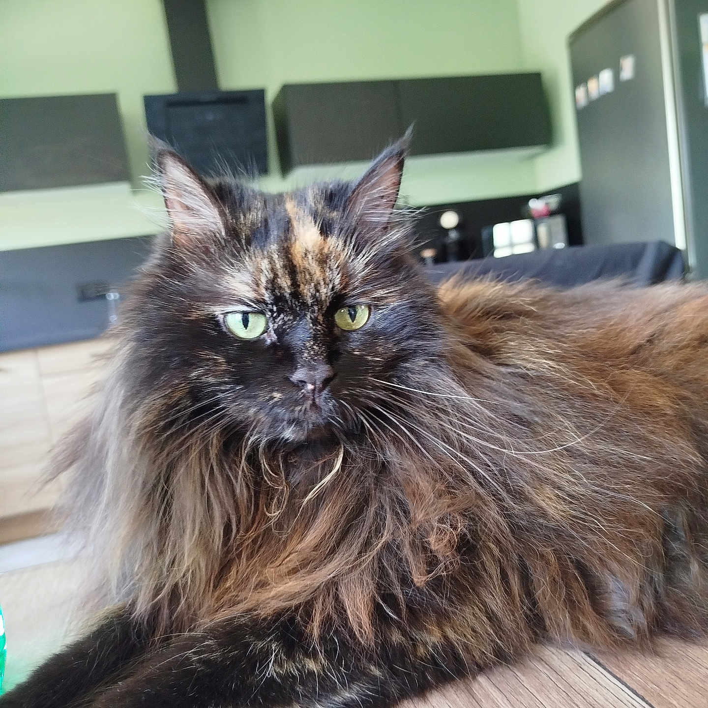 Skyler a rejoint le concours — aidez-le/la à gagner de superbes lots ! animal, appliance, background, cabinet, cat, close_up, domestic, feline, floor, fur, green_eyes, household, indoor, kitchen, laying_down, long_hair, pet, relaxed, tortoiseshell, wood_floor