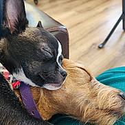 Mia joined the competition — help win amazing prizes! dog, sleeping, puppy, close_up, collar, resting, cozy, indoor, brown_dog, black_and_white_dog, fur, pet, companion, cute, animal, relaxed, couch, floor, domestic_animal, friendship